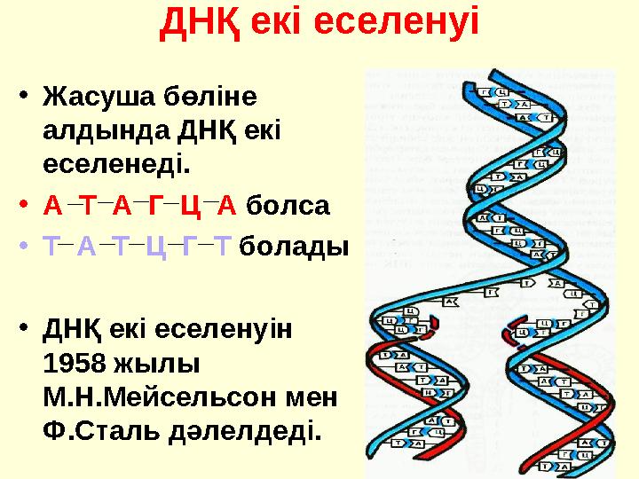 ДНҚ екі еселенуі • Жасуша бөліне алдында ДНҚ екі еселенеді. • А Т А Г Ц А болса • Т А Т Ц Г Т болады • ДНҚ екі есе