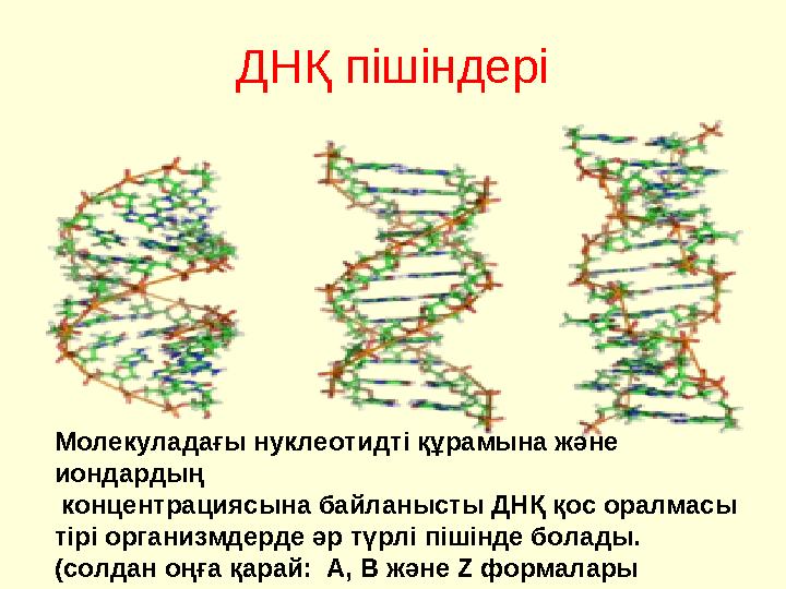 ДНҚ пішіндері Молекуладағы нуклеотидті құрамына және иондардың концентрациясына байланысты ДНҚ қос оралмасы тірі организмдер