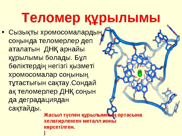 Теломер құрылымы • Сызықты хромосомалардың соңында теломерлер деп аталатын ДНҚ арнайы құрылымы болады. Бұл бөліктердің негі