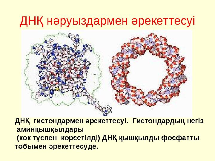 ДНҚ нәруыздармен әрекеттесуі ДНҚ гистондармен әрекеттесуі. Гистондардың негіз аминқышқылдары (көк түспен көрсетілді) ДНҚ