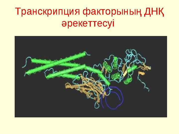 Транскрипция факторының ДНҚ әрекеттесуі