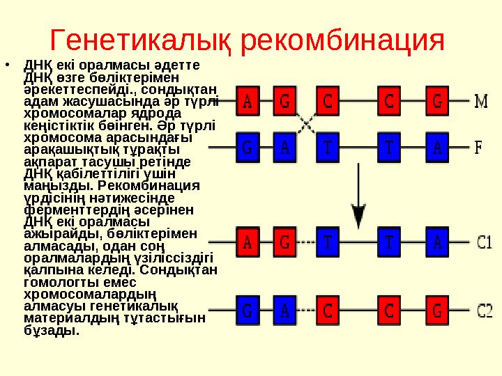 Генетикалық рекомбинация • ДН Қ екі оралмасы әдетте ДНҚ өзге бөліктерімен әрекеттеспейді., сондықтан адам жасушасында әр тү