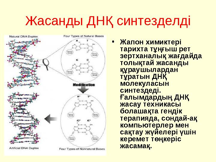 Жасанды ДНҚ синтезделді • Жапон химиктері тарихта тұңғыш рет зертханалық жағдайда толықтай жасанды құраушылардан тұратын ДН