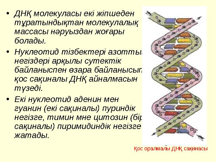 • ДНҚ молекуласы екі жіпшеден тұратындықтан молекулалық массасы нәруыздан жоғары болады. • Нуклеотид тізбектері азоттық негі