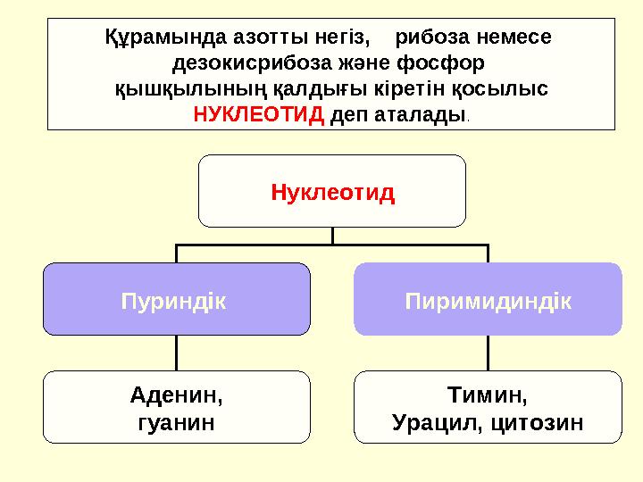 Құрамында азотты негіз, рибоза немесе дезокисрибоза және фосфор қышқылының қалдығы кіретін қосылыс НУКЛЕОТИД деп аталады .