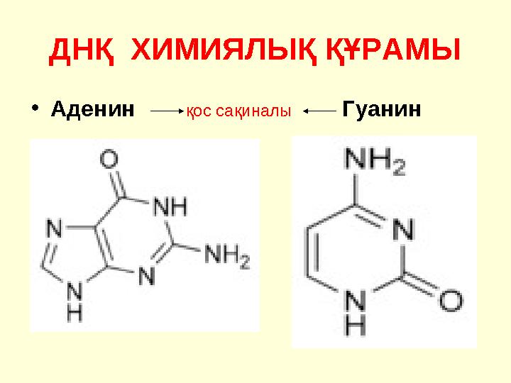 ДНҚ ХИМИЯЛЫҚ ҚҰРАМЫ • Аденин қос сақиналы Гуанин