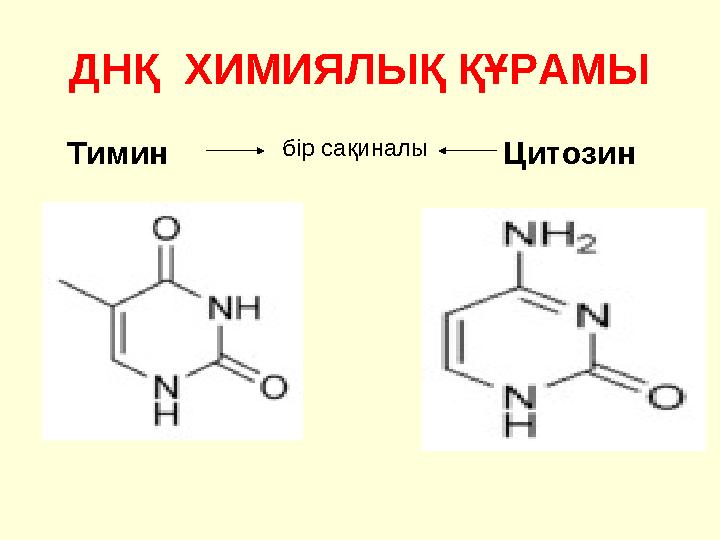 ДНҚ ХИМИЯЛЫҚ ҚҰРАМЫ Тимин Цитозинбір сақиналы