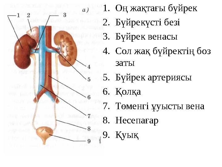 1. Оң жақтағы бүйрек 2. Бүйрекүсті безі 3. Бүйрек венасы 4. Сол жақ бүйректің боз заты 5. Бүйрек артериясы 6. Қолқа 7. Төменгі