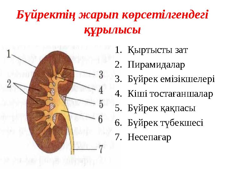 Бүйректің жарып көрсетілгендегі құрылысы 1. Қыртысты зат 2. Пирамидалар 3. Бүйрек емізікшелері 4. Кіші тостағаншалар 5. Бүйрек