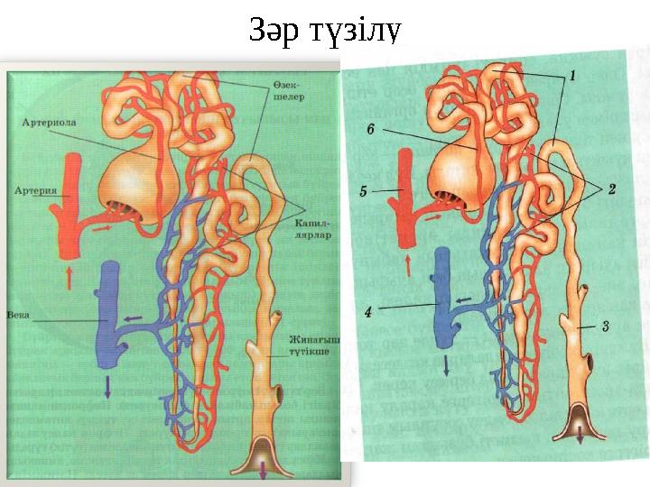 Зәр түзілу