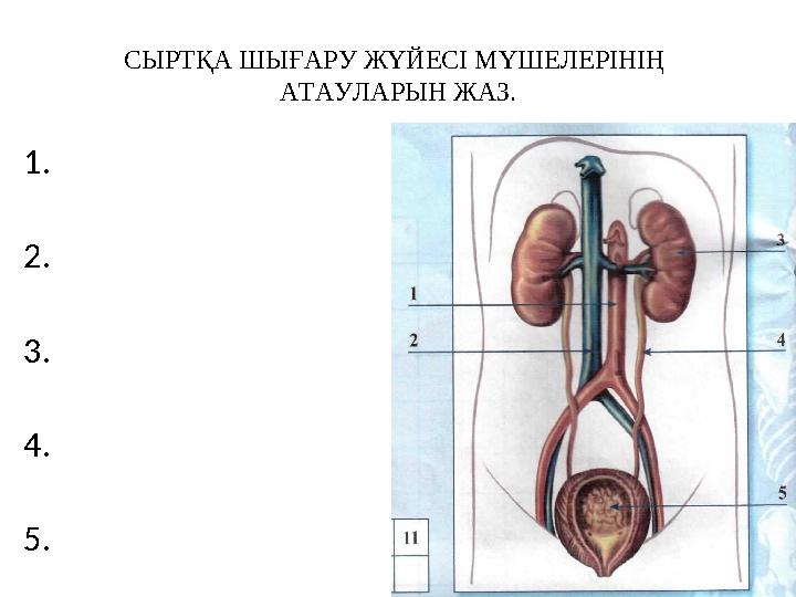 СЫРТҚА ШЫҒАРУ ЖҮЙЕСІ МҮШЕЛЕРІНІҢ АТАУЛАРЫН ЖАЗ. 1. 2. 3. 4. 5.