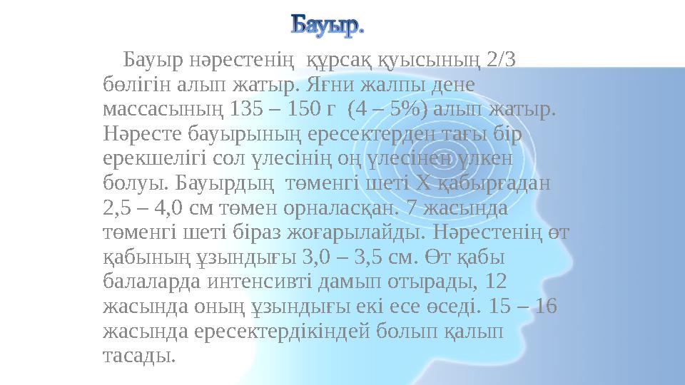 Бауыр нәрестенің құрсақ қуысының 2/3 бөлігін алып жатыр. Яғни жалпы дене массасының 135 – 150 г ( 4 – 5% ) алып