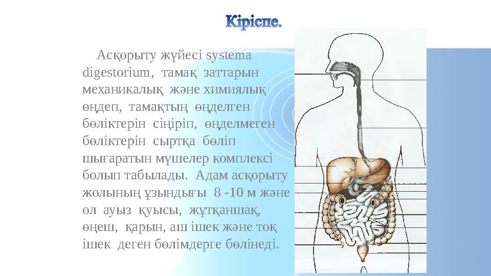 Асқорыту жүйесі systema digestorium , тамақ заттарын механикалық және химиялық өңдеп, тамақтың өңделген бөліктерін с