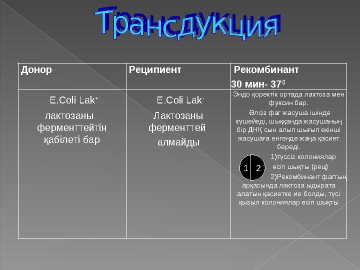 Донор Реципиент Рекомбинант 30 мин- 37 0 E.Coli Lak + лактозаны ферменттейтін қабілеті бар E.Coli Lak - Лактоза