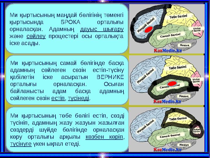 Ми қыртысының маңдай бөлігінің төменгі қыртысында БРОКА орталығы орналасқан. Адамның дауыс шығару және сөйлеу про