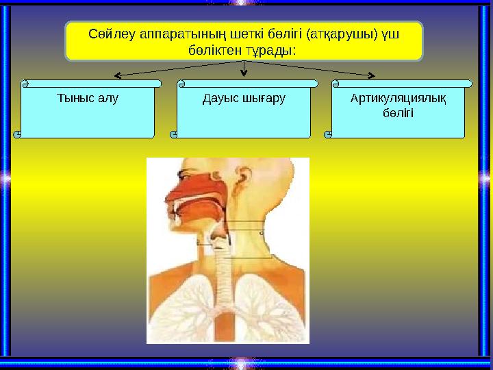 Сөйлеу аппаратының шеткі бөлігі (атқарушы) үш бөліктен тұрады: Тыныс алу Дауыс шығару Артикуляциялық бөлігі