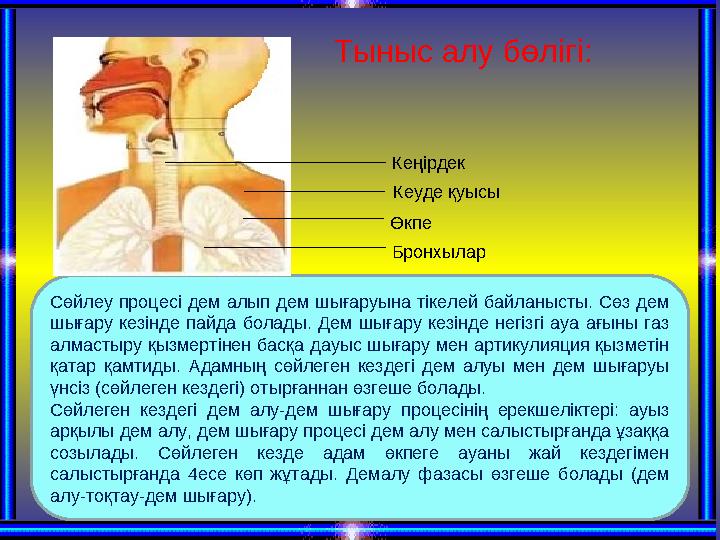 Сөйлеу процесі дем алып дем шығаруына тікелей байланысты. Сөз дем шығару кезінде пайда болады. Дем шығару кезінд