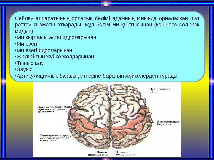 Сөйлеу аппаратының орталық бөлімі адамның миында орналасқан. Ол реттеу қызметін атқарады. Бұл бөлім ми қыртысынан