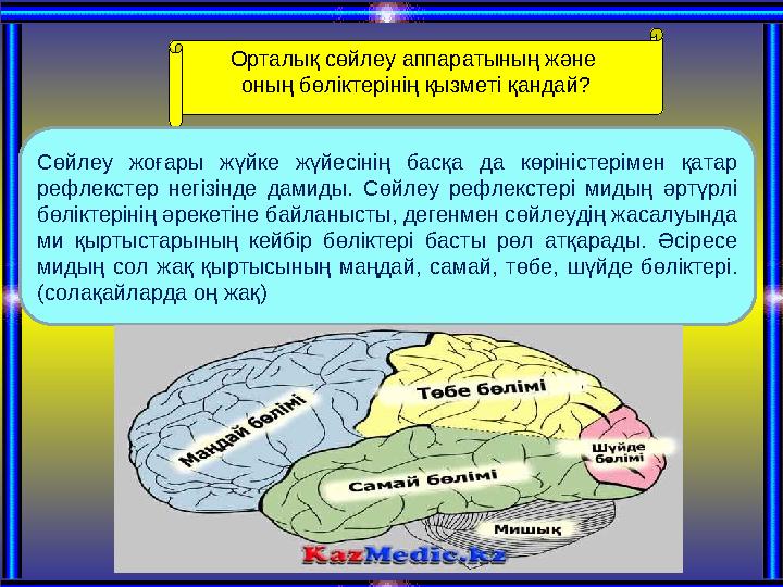 Орталық сөйлеу аппаратының және оның бөліктерінің қызметі қандай? Сөйлеу жоғары жүйке жүйесінің басқа да көріністерімен