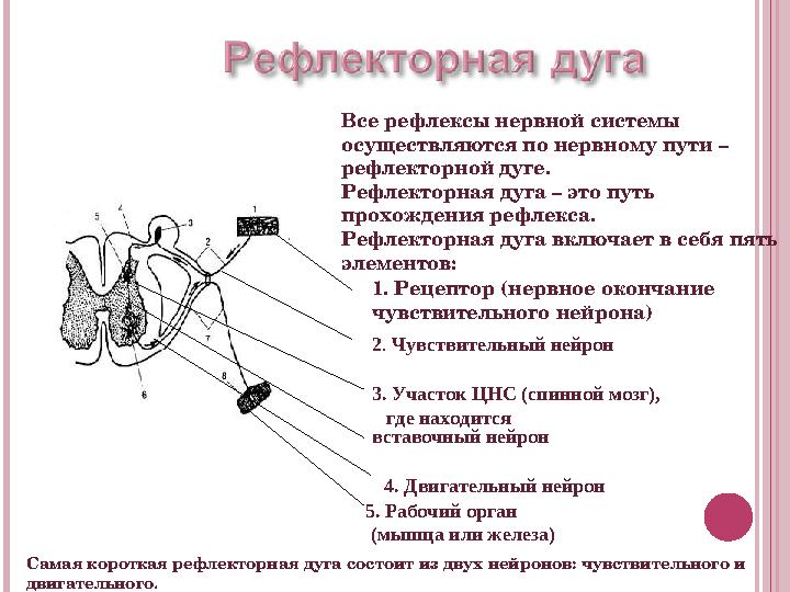 Все рефлексы нервной системы осуществляются по нервному пути – рефлекторной дуге. Рефлекторная дуга – это путь прохождения ре