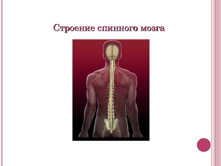 Строение спинного мозгаСтроение спинного мозга