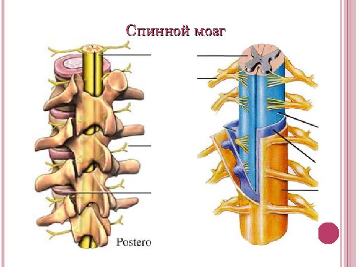 Спинной мозгСпинной мозг