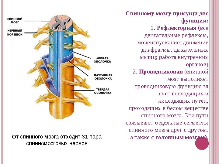 От спинного мозга отходит 31 пара спинномозговых нервов Спинному мозгу присущи две функции: 1. Рефлекторная ( все двигател