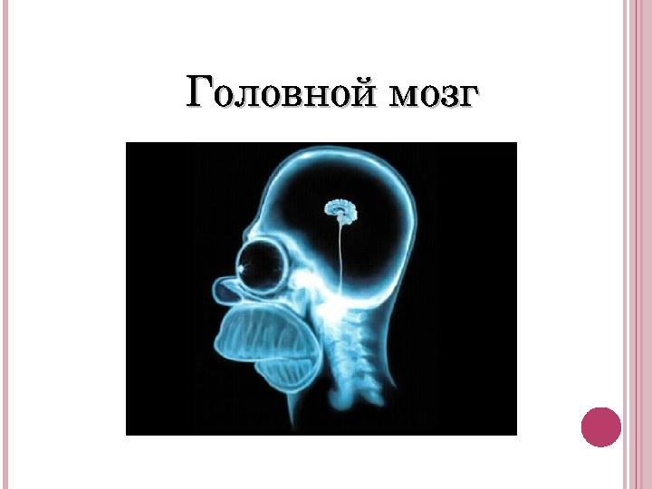 Головной мозгГоловной мозг