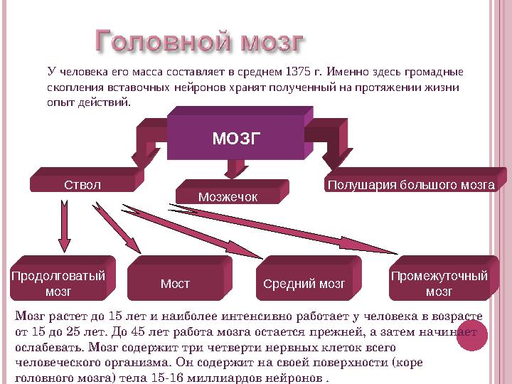 Ствол Мозжечок Полушария большого мозгаУ человека его масса составляет в среднем 1375 г. Именно здесь громадные скопления встав