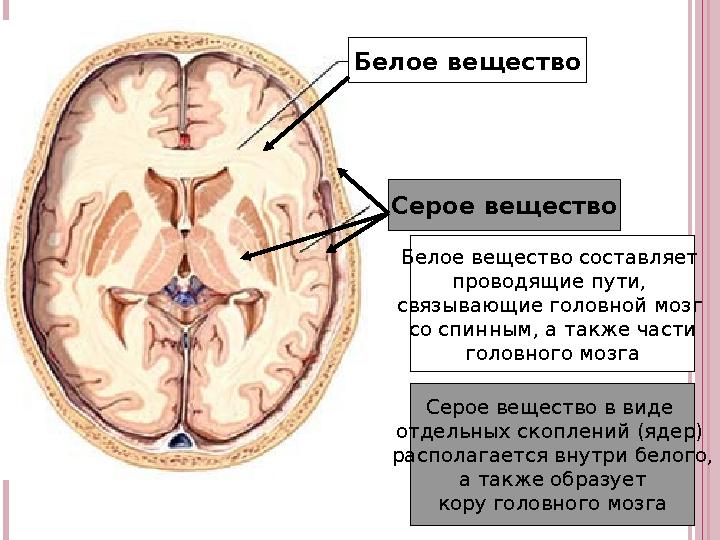 Белое вещество Серое вещество Белое вещество составляет проводящие пути, связывающие головной мозг со спинным, а также части