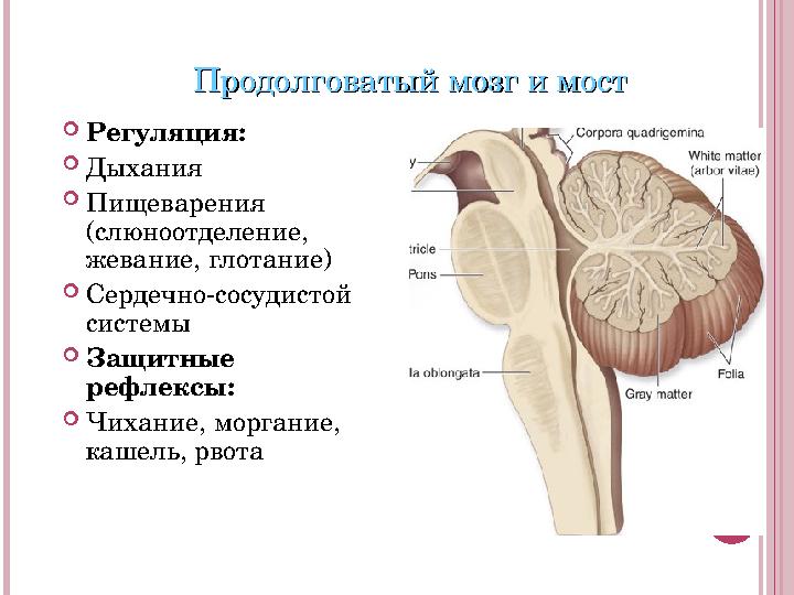 Продолговатый мозг и мостПродолговатый мозг и мост  Регуляция:  Дыхания  Пищеварения (слюноотделение, жевание, глотание) 