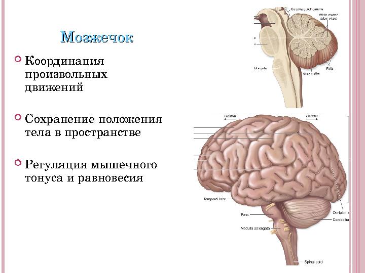 МозжечокМозжечок  Координация произвольных движений  Сохранение положения тела в пространстве  Регуляция мышечного тонуса