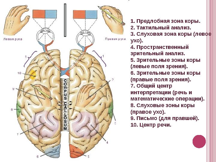 1. Предлобная зона коры. 2. Тактильный анализ. 3. Слуховая зона коры (левое ухо). 4. Пространственный зрительный анализ. 5