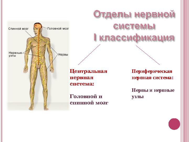 Центральная нервная система: Головной и спинной мозг Периферическая нервная система : Нервы и нервные узлы