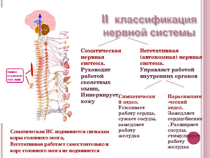 Соматическая нервная система. Руководит работой скелетных мышц, Иннервирует кожу Вегетативная (автономная) нервная сист