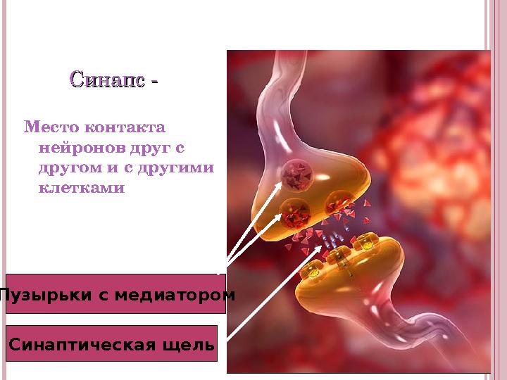 Синапс -Синапс - Место контакта нейронов друг с другом и с другими клетками Пузырьки с медиатором Синаптическая щель