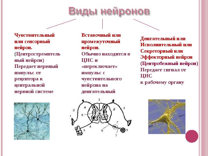 Чувствительный или сенсорный нейрон. ( Центростремитель ный нейрон) Передает нервный импульс от рецептора к центральной не