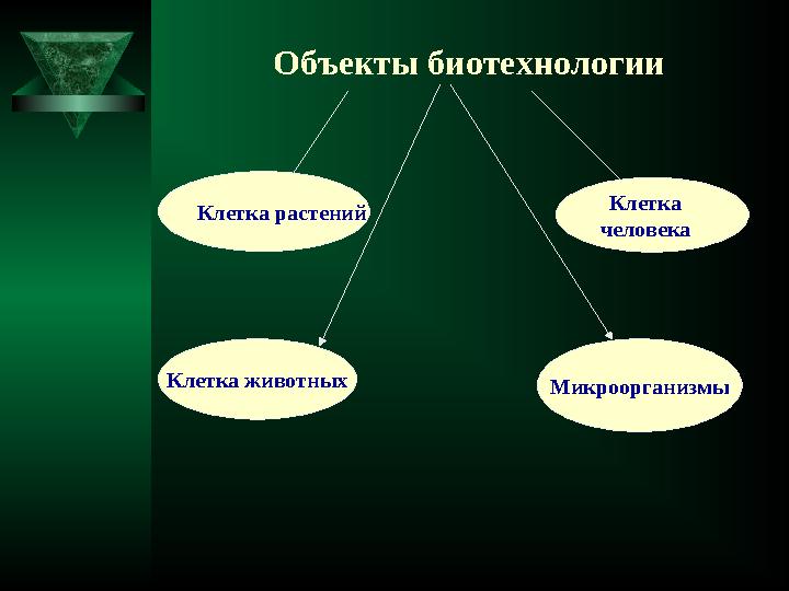 Клетка растений Клетка животных МикроорганизмыОбъекты биотехнологии Клетка человека