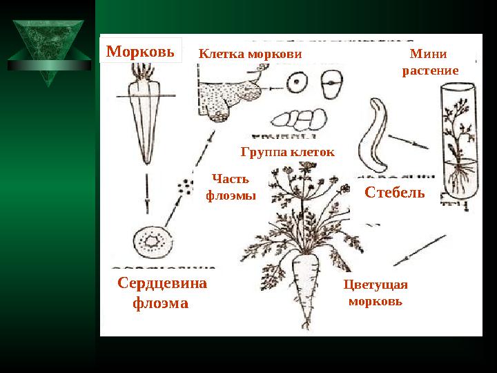 Морковь Сердцевина флоэма Клетка моркови Мини растение Группа клеток Часть флоэмы Цветущая морковь Стебель