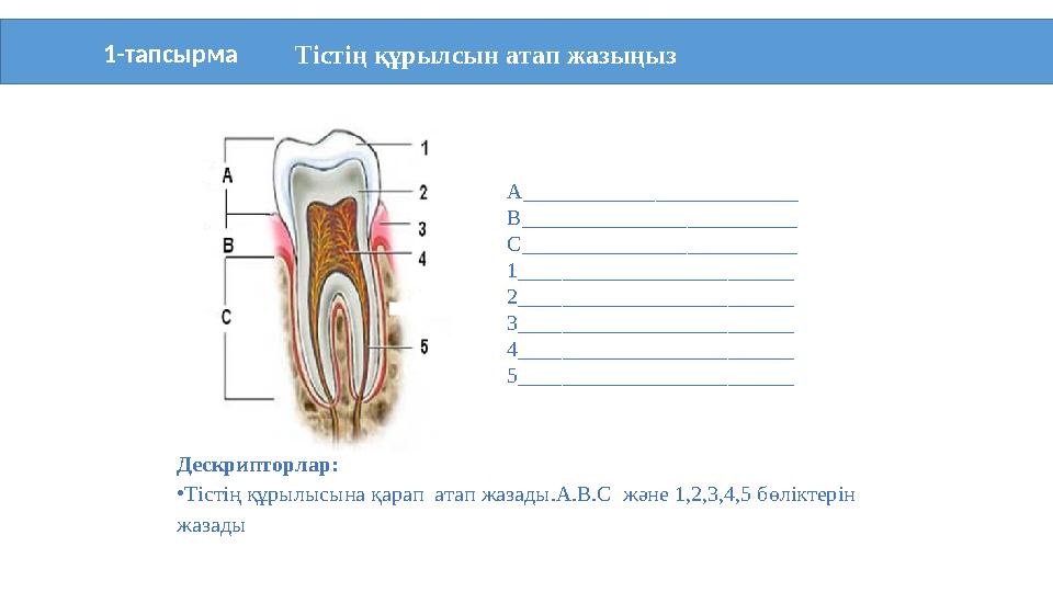 1-тапсырма Тістің құрылсын атап жазың