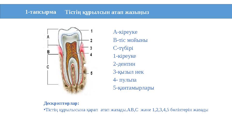 1-тапсырма Тістің құрылсын атап жазың