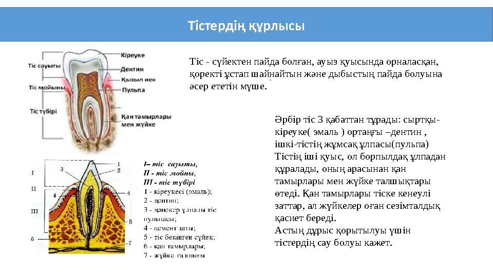 . Тістердің құрлысы Tic - сүйектен пайда болған, ауыз қуысында орналасқан, қоректі ұстап шайнайтын және дыбыстың пайда болуына