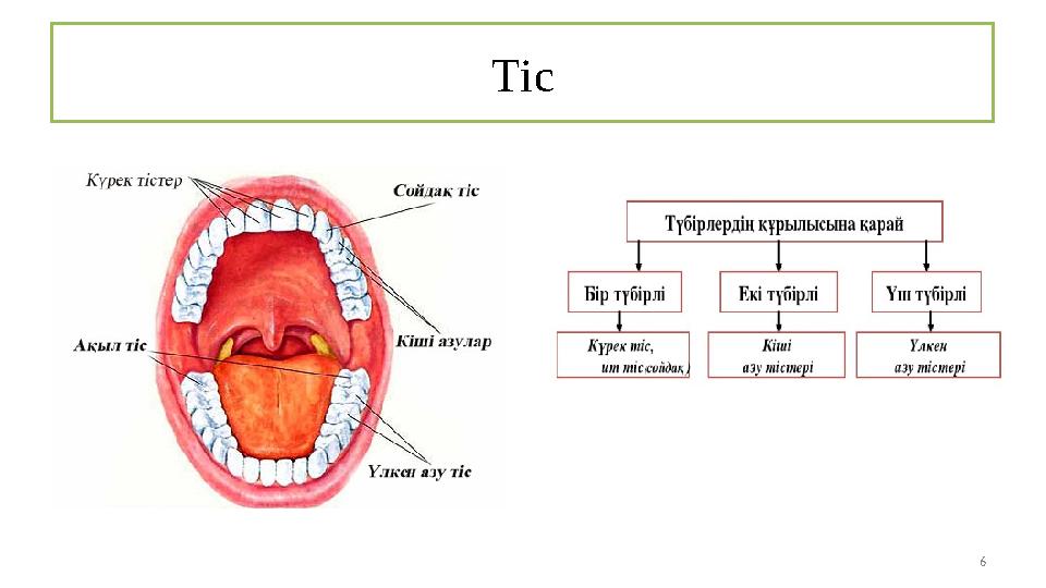 Тіс 6