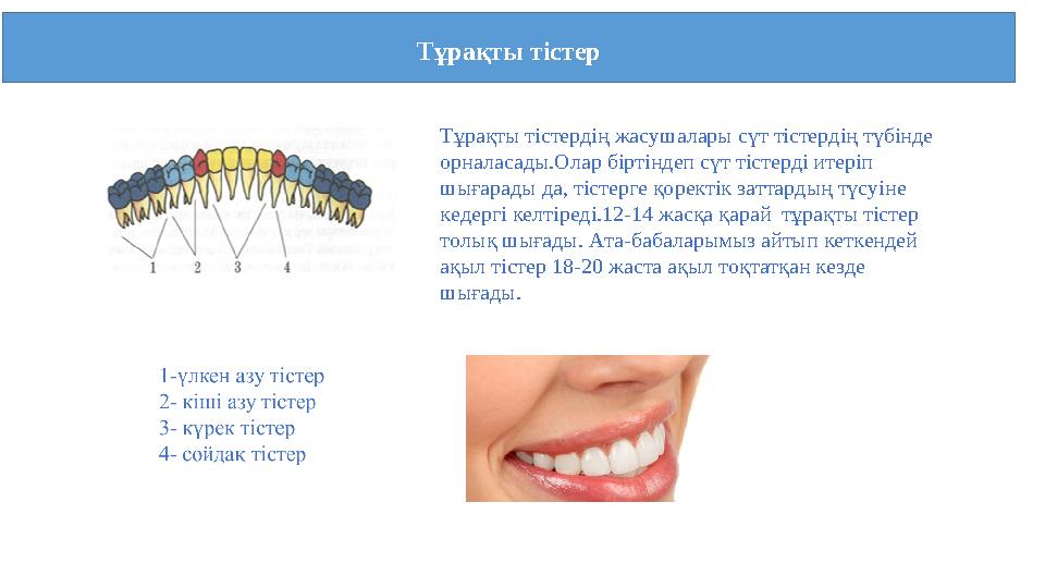 Тұрақты тістер Тұрақты тістердің жасушалары сүт тістердің түбінде орналасады.Олар біртіндеп сүт тістерді итеріп шығарады да,