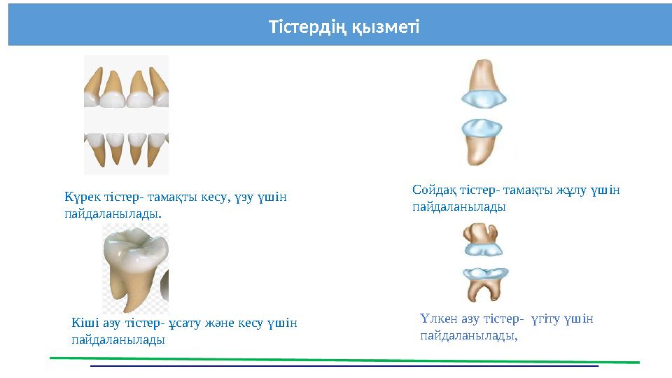 Тістердің қызметі . Үлкен азу тістер- үгіту үшін пайдаланылады, Күрек тістер- тамақты кесу, үзу үшін пайдаланылады. Сойдақ