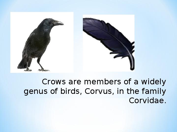 Crows are members of a widely genus of birds, Corvus, in the family Corvidae.