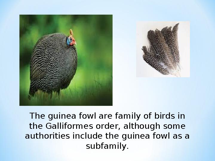 The guinea fowl are family of birds in the Galliformes order, although some authorities include the guinea fowl as a subfamil