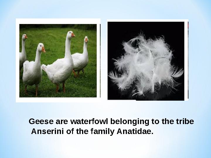 Geese are waterfowl belonging to the tribe Anserini of the family Anatidae.