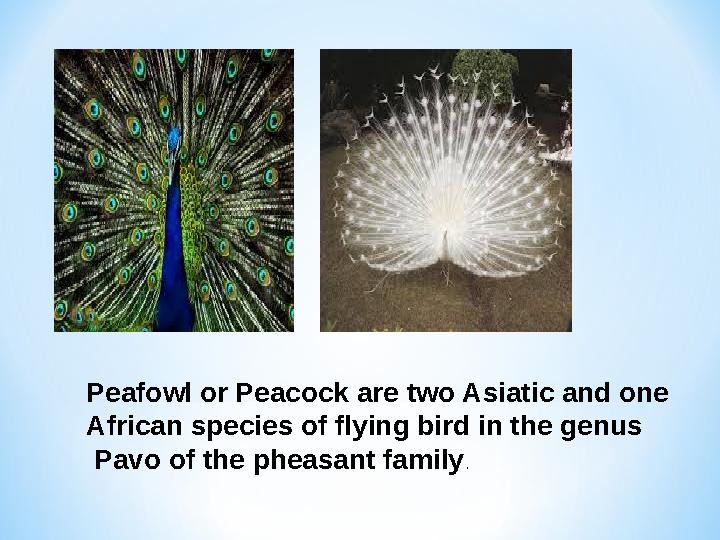 Peafowl or Peacock are two Asiatic and one African species of flying bird in the genus Pavo of the pheasant family .