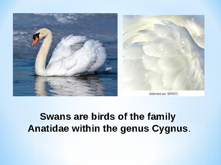 Swans are birds of the family Anatidae within the genus Cygnus .